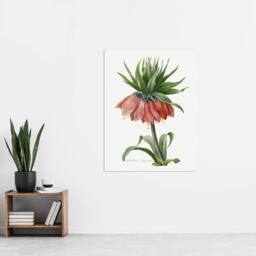 "Artery8 Crown Imperial Flower Redoute Vintage Wall Art Print Poster in White - Size: W12"" x H16""" - thumbnail 4