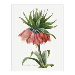 "Artery8 Crown Imperial Flower Redoute Vintage Wall Art Print Poster in White - Size: W12"" x H16""" - thumbnail 1