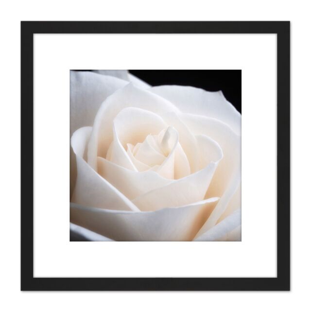 Artery8 DeSousa White Rose Flower Photo 8X8 Inch Square Wooden Framed Wall Art Print Picture with Mount in Black - image 1