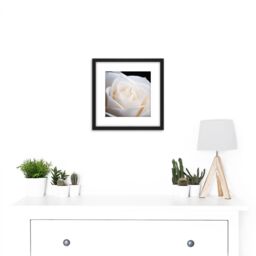 Artery8 DeSousa White Rose Flower Photo 8X8 Inch Square Wooden Framed Wall Art Print Picture with Mount in Black - thumbnail 2