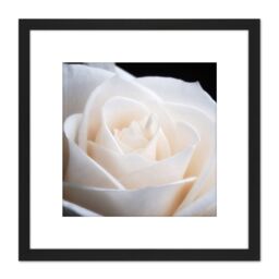 Artery8 DeSousa White Rose Flower Photo 8X8 Inch Square Wooden Framed Wall Art Print Picture with Mount in Black - thumbnail 1