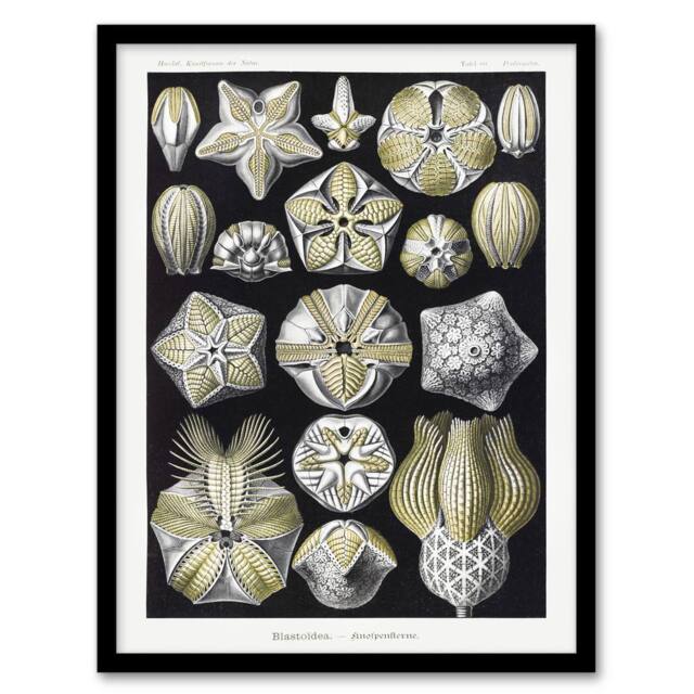 "Artery8 Blastoid Sea Buds Urchins Haeckel Botanical Framed Wall Art Print in White - Size: W12"" x H16""" - image 1