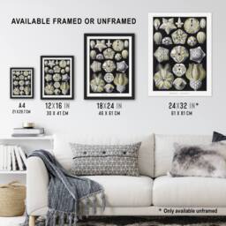 "Artery8 Blastoid Sea Buds Urchins Haeckel Botanical Framed Wall Art Print in White - Size: W12"" x H16""" - thumbnail 3