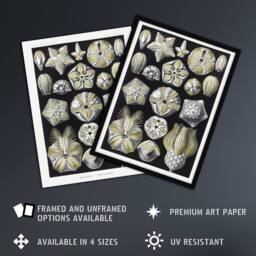 "Artery8 Blastoid Sea Buds Urchins Haeckel Botanical Framed Wall Art Print in White - Size: W12"" x H16""" - thumbnail 2