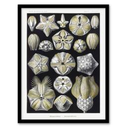 "Artery8 Blastoid Sea Buds Urchins Haeckel Botanical Framed Wall Art Print in White - Size: W12"" x H16""" - thumbnail 1