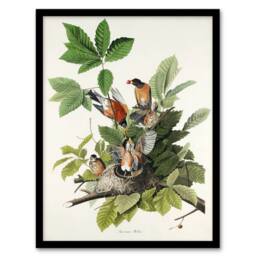 Artery8 John James Audubon Framed Wall Art Print American Robin Birds Nest in White - Size: A4 - thumbnail 1