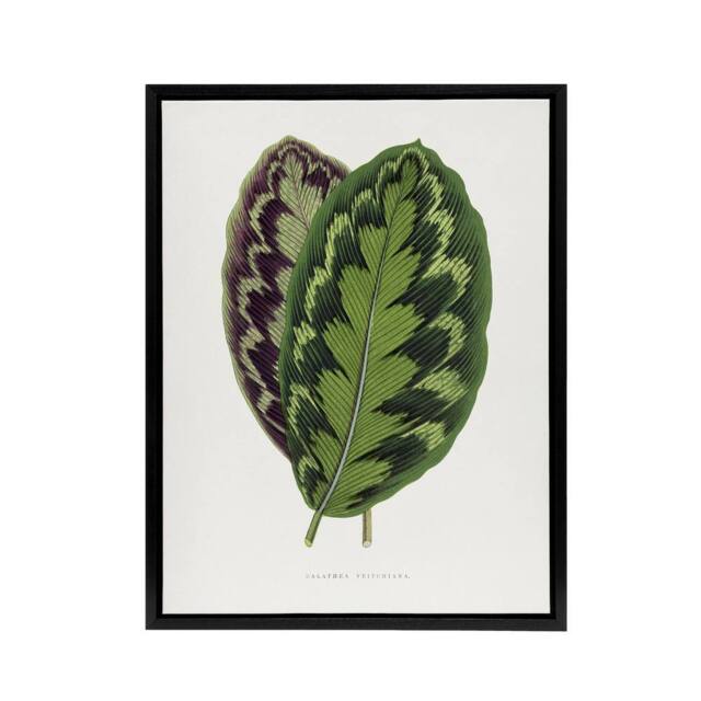 "Artery8 AF Lydon Benjamin Fawcett Calathea Veitchiana Leaf Framed Canvas Art in White - Size: W12"" x H16""" - image 1
