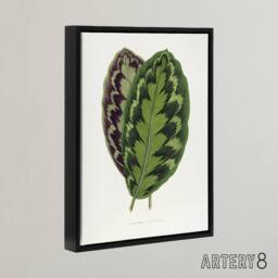 "Artery8 AF Lydon Benjamin Fawcett Calathea Veitchiana Leaf Framed Canvas Art in White - Size: W12"" x H16""" - thumbnail 2