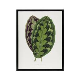 "Artery8 AF Lydon Benjamin Fawcett Calathea Veitchiana Leaf Framed Canvas Art in White - Size: W12"" x H16""" - thumbnail 1