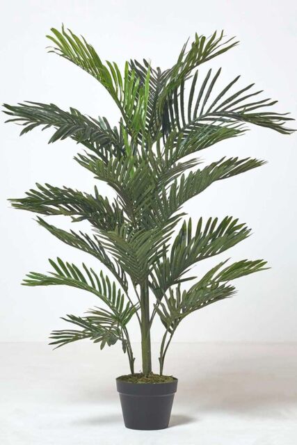 Homescapes Multi Stem Green Palm Tree in Pot, 180 cm - image 1