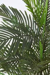 Homescapes Multi Stem Green Palm Tree in Pot, 180 cm - thumbnail 6