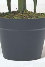 Homescapes Multi Stem Green Palm Tree in Pot, 180 cm - thumbnail 5