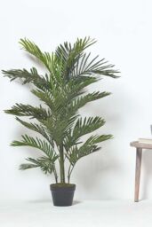Homescapes Multi Stem Green Palm Tree in Pot, 180 cm - thumbnail 2