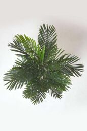 Homescapes Multi Stem Green Palm Tree in Pot, 180 cm - thumbnail 4