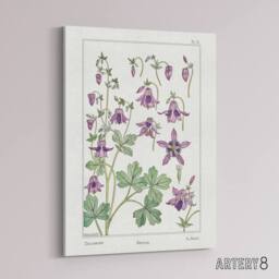 "Artery8 Columbine Aquilegia Flower Canvas Wall Art Print Verneuil in White - Size: W18"" x H24""" - thumbnail 2
