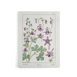 "Artery8 Columbine Aquilegia Flower Canvas Wall Art Print Verneuil in White - Size: W18"" x H24""" - thumbnail 1