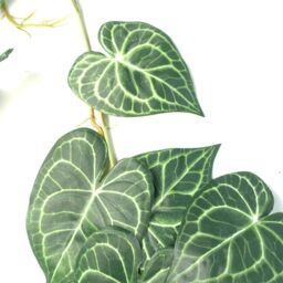 Leaf 6 x 100cm Artificial Hanging Trailing Rounded Ivy Plant in Green - Size: 6 x 100 cm - thumbnail 2