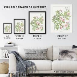 Artery8 Wild Rose Flower Vintage Floral Framed Wall Art Print Verneuil in White - Size: A4 - thumbnail 3
