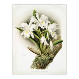 "Artery8 Frederick Sander Cattleya Rochellensis Orchid Flowers Wall Art Print - Size: W12"" x H16""" - thumbnail 1
