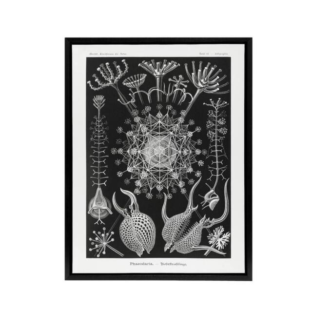 "Artery8 Phaeodaria Marine Life Haeckel Botanical Black Framed Canvas Wall Art - Size: W12"" x H16""" - image 1