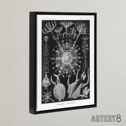 "Artery8 Phaeodaria Marine Life Haeckel Botanical Black Framed Canvas Wall Art - Size: W12"" x H16""" - thumbnail 2