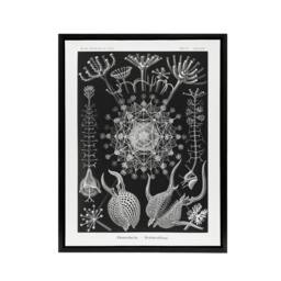 "Artery8 Phaeodaria Marine Life Haeckel Botanical Black Framed Canvas Wall Art - Size: W12"" x H16""" - thumbnail 1