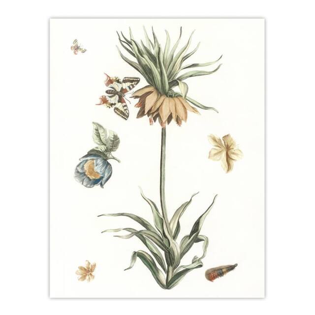 "Artery8 Keizerskroon Tulip & Butterfly Teyler Wall Art Poster Print in White - Size: W12"" x H16""" - image 1