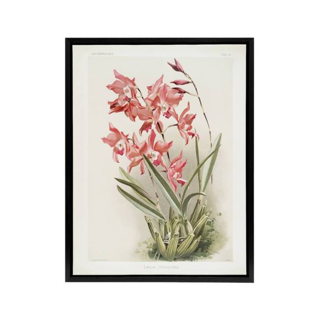 "Artery8 Frederick Sander Laelia Gouldiana Orchid Flowers Framed Canvas Art - Size: W12"" x H16""" - image 1