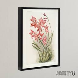 "Artery8 Frederick Sander Laelia Gouldiana Orchid Flowers Framed Canvas Art - Size: W12"" x H16""" - thumbnail 2
