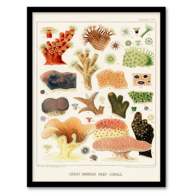 Artery8 William S Kent Framed Wall Art Great Barrier Reef Corals Illustration in White - Size: A4 - image 1