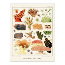 Artery8 William S Kent Framed Wall Art Great Barrier Reef Corals Illustration in White - Size: A4 - thumbnail 3