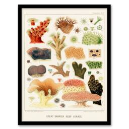 Artery8 William S Kent Framed Wall Art Great Barrier Reef Corals Illustration in White - Size: A4 - thumbnail 1