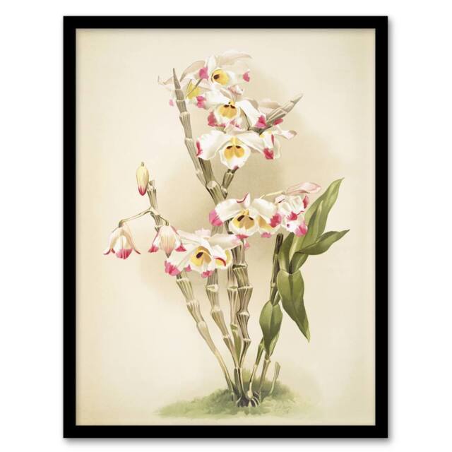 "Artery8 Frederick Sander Dendrobium Wardianum Orchid Flowers Framed Art Print - Size: W12"" x H16""" - image 1