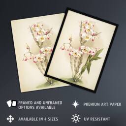 "Artery8 Frederick Sander Dendrobium Wardianum Orchid Flowers Framed Art Print - Size: W12"" x H16""" - thumbnail 2