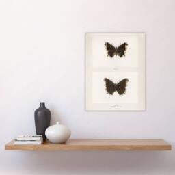 "Artery8 Mourning Cloak Butterfly Sherman Denton Wall Art Poster Print in White - Size: W12"" x H16""" - thumbnail 4