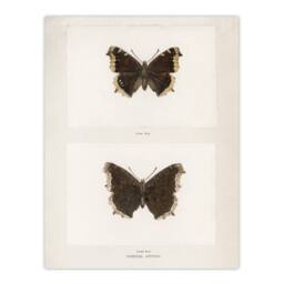 "Artery8 Mourning Cloak Butterfly Sherman Denton Wall Art Poster Print in White - Size: W12"" x H16""" - thumbnail 1