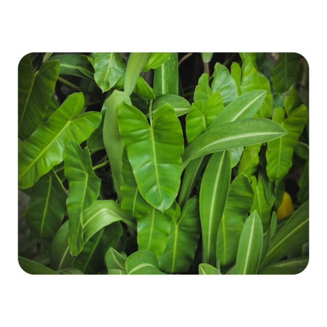 Benjamin Tate Design Abstract background of dark green leaves Designer Blanket in Natural - Size: 120 cm x 150 cm - image 1