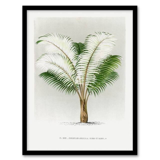 Artery8 Ceroxylon Anticola Palm Tree Kerchove Framed Wall Art Print in White - Size: A4 - image 1