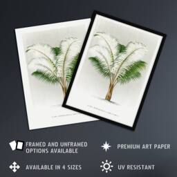 Artery8 Ceroxylon Anticola Palm Tree Kerchove Framed Wall Art Print in White - Size: A4 - thumbnail 2