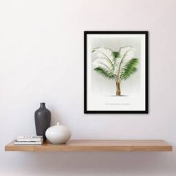 Artery8 Ceroxylon Anticola Palm Tree Kerchove Framed Wall Art Print in White - Size: A4 - thumbnail 4