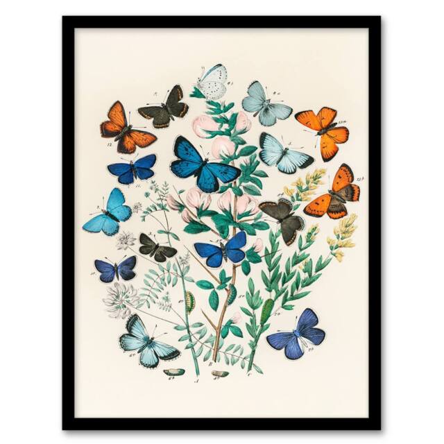 Artery8 William Forsell Kirby Framed Wall Art Blue & Orange Butterflies in White - Size: A4 - image 1