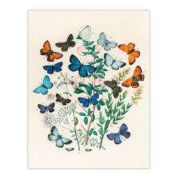 Artery8 William Forsell Kirby Framed Wall Art Blue & Orange Butterflies in White - Size: A4 - thumbnail 3