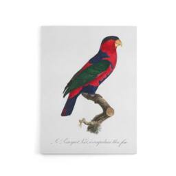 "Artery8 The Black Capped Lory Parrot Levaillant Canvas Wall Art Print in White - Size: W24"" x H32""" - thumbnail 1