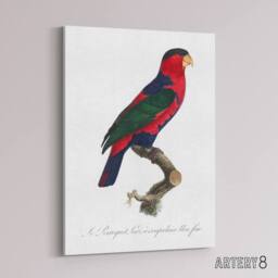 "Artery8 The Black Capped Lory Parrot Levaillant Canvas Wall Art Print in White - Size: W24"" x H32""" - thumbnail 2