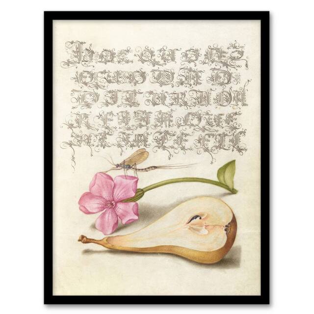 Artery8 Mayfly Red Campion & Pear Calligraphy Framed Wall Art Print in Beige - Size: A4 - image 1