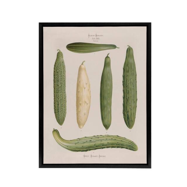 "Artery8 Frame Cucumbers Kitchen Decor Ernst Benary Framed Canvas Wall Art in White - Size: W12"" x H16""" - image 1