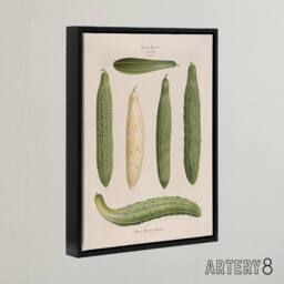 "Artery8 Frame Cucumbers Kitchen Decor Ernst Benary Framed Canvas Wall Art in White - Size: W12"" x H16""" - thumbnail 2