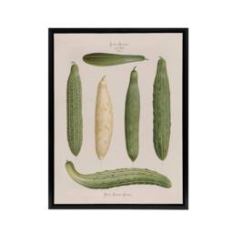 "Artery8 Frame Cucumbers Kitchen Decor Ernst Benary Framed Canvas Wall Art in White - Size: W12"" x H16""" - thumbnail 1