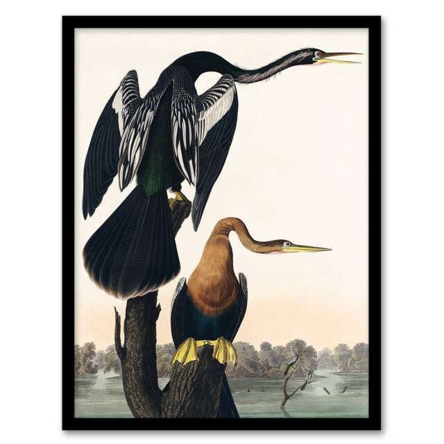 Artery8 John James Audubon Framed Wall Art Print Black Bellied Darter Bird in White - Size: A4 - image 1