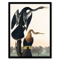 Artery8 John James Audubon Framed Wall Art Print Black Bellied Darter Bird in White - Size: A4 - thumbnail 1